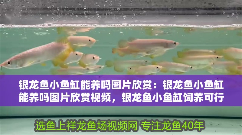 銀龍魚小魚缸能養嗎圖片欣賞：銀龍魚小魚缸能養嗎圖片欣賞視頻，銀龍魚小魚缸飼養可行性及圖片