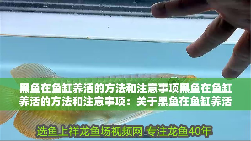 黑魚在魚缸養活的方法和注意事項黑魚在魚缸養活的方法和注意事項：關于黑魚在魚缸養活的一些方法和注意事項