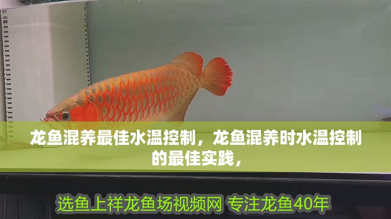 龍魚混養最佳水溫控制，龍魚混養時水溫控制的最佳實踐，