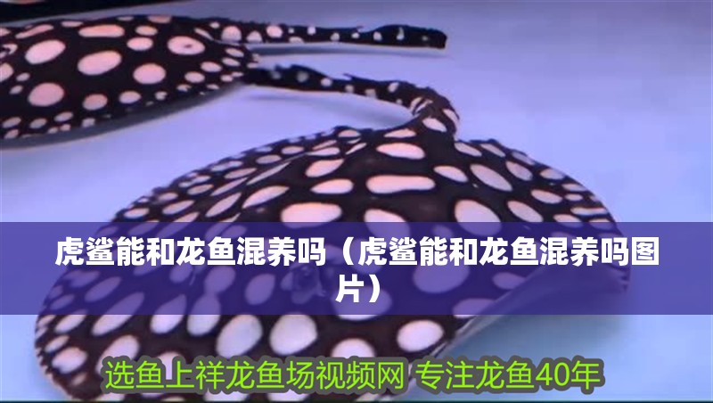 虎鯊能和龍魚混養嗎（虎鯊能和龍魚混養嗎圖片）