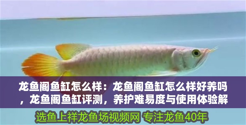龍魚閣魚缸怎么樣：龍魚閣魚缸怎么樣好養嗎，龍魚閣魚缸評測，養護難易度與使用體驗解析