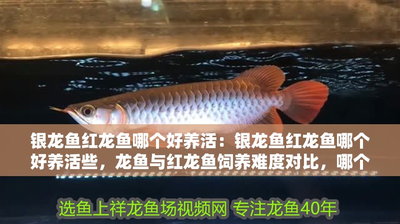 銀龍魚紅龍魚哪個好養活：銀龍魚紅龍魚哪個好養活些，龍魚與紅龍魚飼養難度對比，哪個更好養活？
