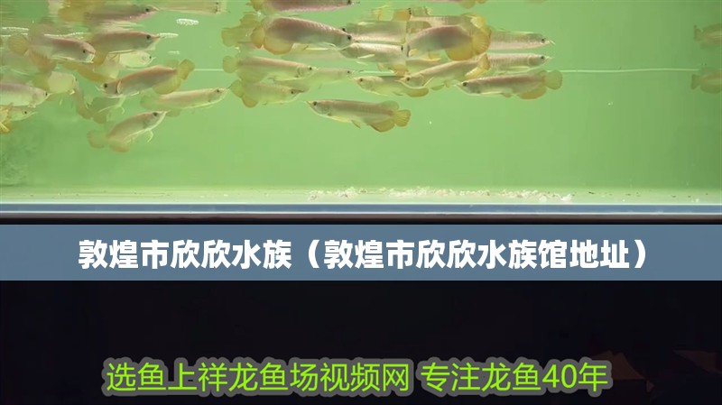 敦煌市欣欣水族（敦煌市欣欣水族館地址）