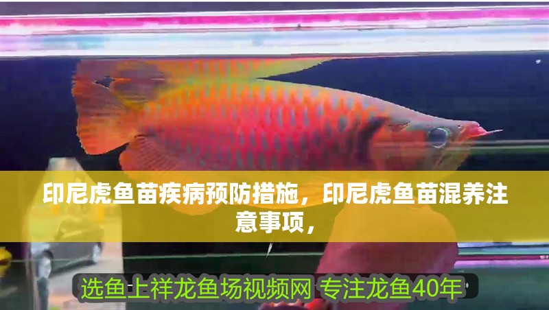 印尼虎魚苗疾病預(yù)防措施，印尼虎魚苗混養(yǎng)注意事項，