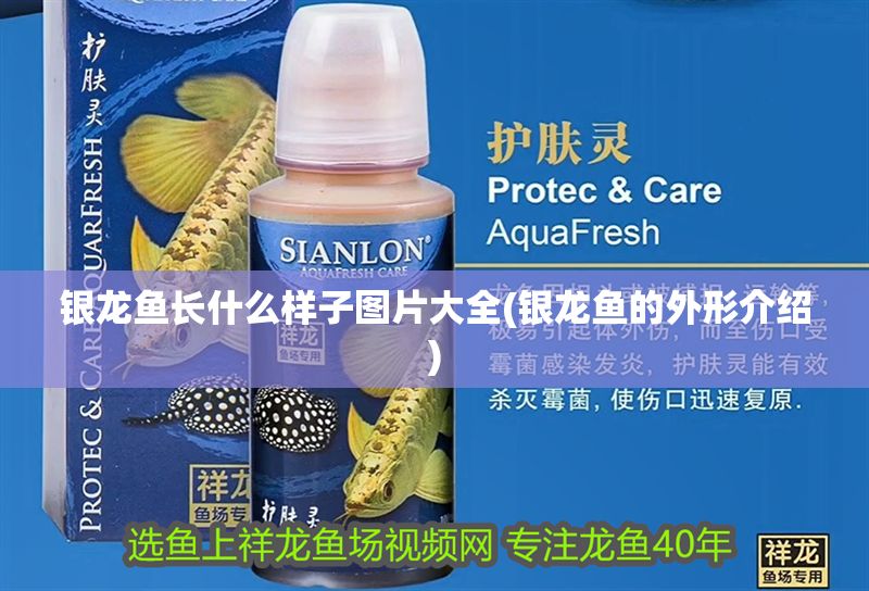 銀龍魚長什么樣子圖片大全(銀龍魚的外形介紹)
