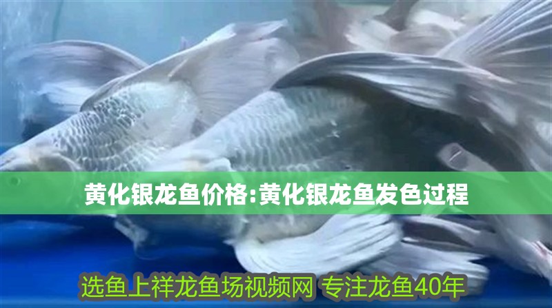 黃化銀龍魚價格:黃化銀龍魚發色過程