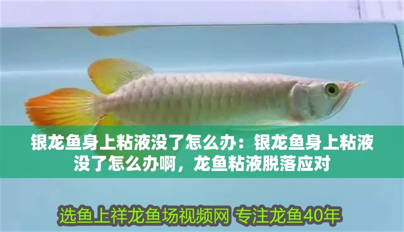 銀龍魚身上粘液沒了怎么辦：銀龍魚身上粘液沒了怎么辦啊，龍魚粘液脫落應對