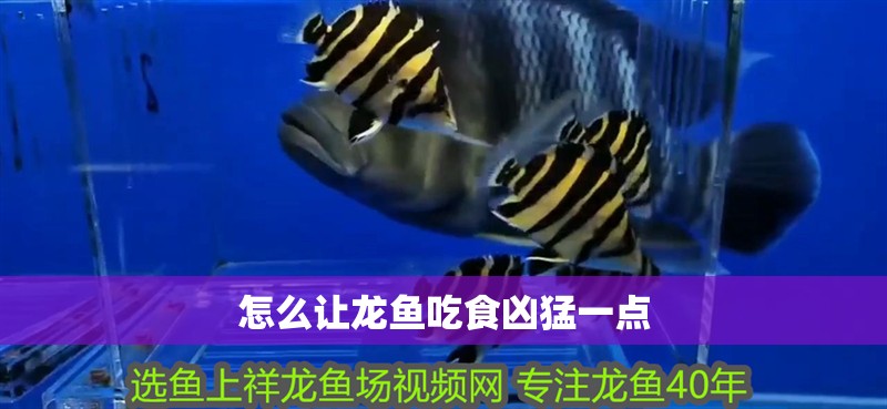 怎么讓龍魚吃食兇猛一點(diǎn)