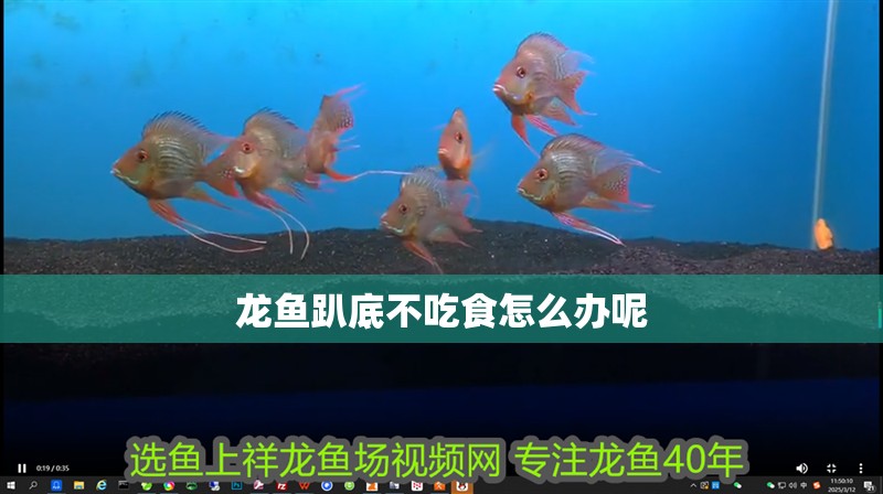 龍魚趴底不吃食怎么辦呢