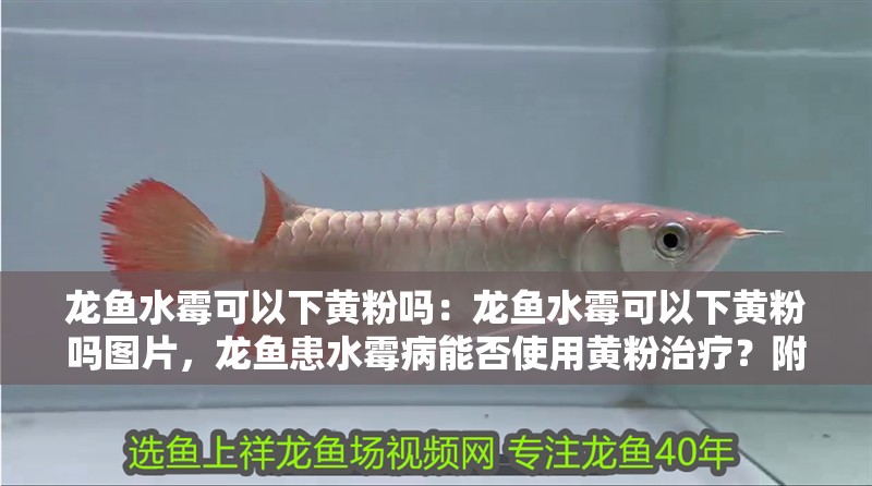 龍魚水霉可以下黃粉嗎：龍魚水霉可以下黃粉嗎圖片，龍魚患水霉病能否使用黃粉治療？附相關