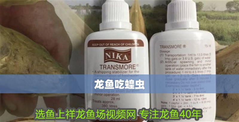 龍魚吃蝗蟲
