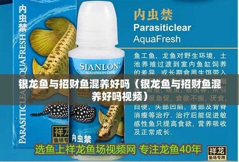 銀龍魚與招財魚混養好嗎（銀龍魚與招財魚混養好嗎視頻）