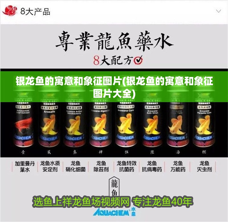 銀龍魚的寓意和象征圖片(銀龍魚的寓意和象征圖片大全)