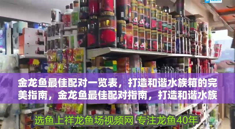 金龍魚最佳配對一覽表，打造和諧水族箱的完美指南，金龍魚最佳配對指南，打造和諧水族箱的黃金法則 金龍魚最佳配對一覽表，打造和諧水族箱的完美指南，金龍魚最佳配對指南，打造和諧水族箱的黃金法則 龍魚百科 第1張