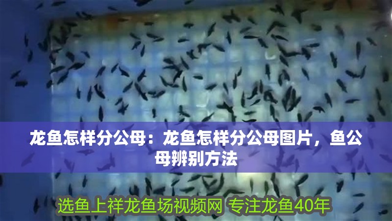 龍魚怎樣分公母：龍魚怎樣分公母圖片，魚公母辨別方法