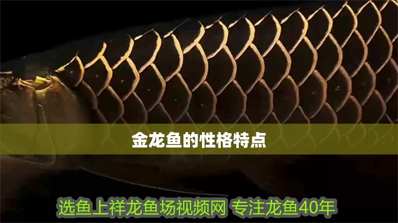 金龍魚的性格特點