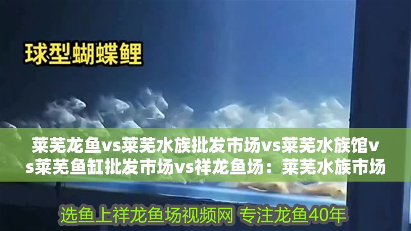 萊蕪龍魚vs萊蕪水族批發市場vs萊蕪水族館vs萊蕪魚缸批發市場vs祥龍魚場：萊蕪水族市場最新動態萊蕪魚缸選購指南