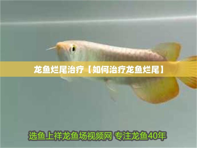 龍魚爛尾治療【如何治療龍魚爛尾】