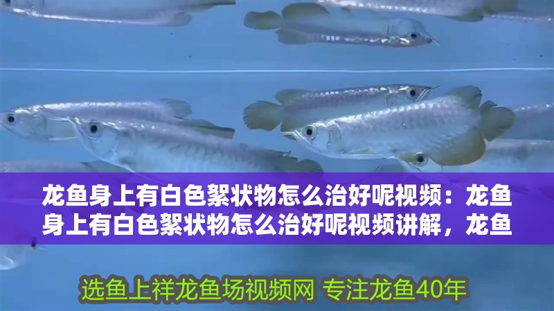 龍魚身上有白色絮狀物怎么治好呢視頻：龍魚身上有白色絮狀物怎么治好呢視頻講解，龍魚身上出現白色絮狀物的治愈