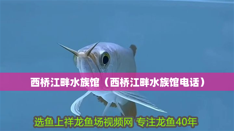 西橋江畔水族館（西橋江畔水族館電話）
