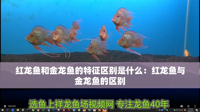 紅龍魚和金龍魚的特征區別是什么：紅龍魚與金龍魚的區別