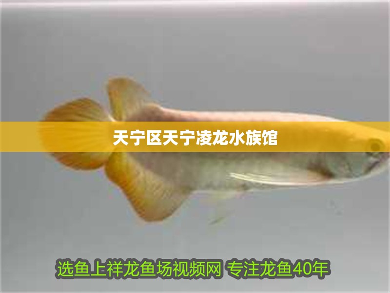 天寧區天寧凌龍水族館 全國水族館企業名錄 第2張 天寧區天寧凌龍水族館 天寧區天寧凌龍水族館 全國水族館企業名錄 第2張