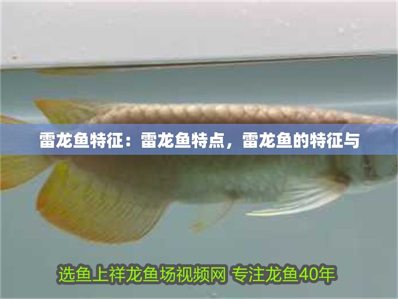 雷龍魚特征：雷龍魚特點(diǎn)，雷龍魚的特征與