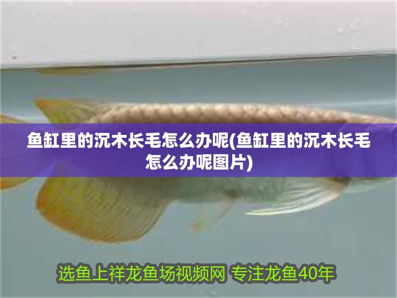 魚缸里的沉木長毛怎么辦呢(魚缸里的沉木長毛怎么辦呢圖片) 魚缸里的沉木長毛怎么辦呢(魚缸里的沉木長毛怎么辦呢圖片) 錦鯉魚百科 第1張