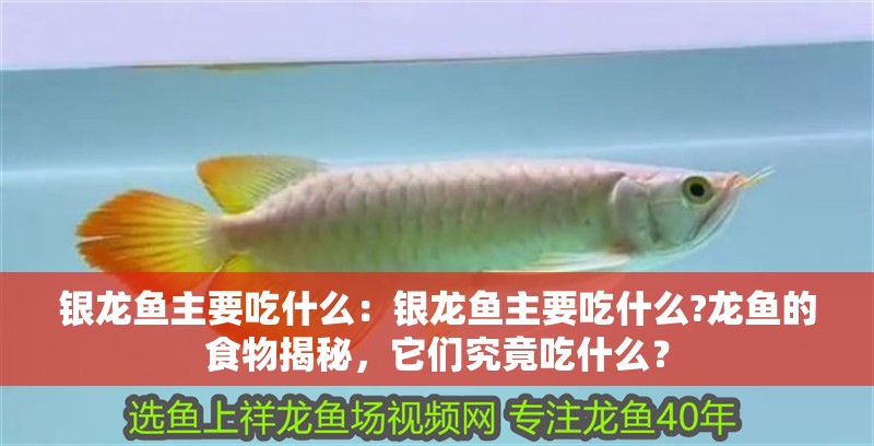 銀龍魚主要吃什么：銀龍魚主要吃什么?龍魚的食物揭秘，它們究竟吃什么？