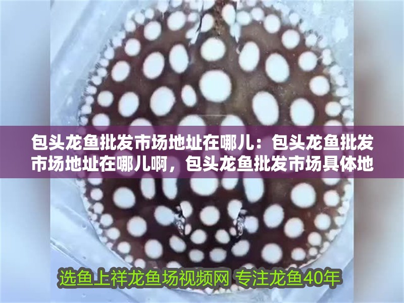 包頭龍魚批發市場地址在哪兒:包頭龍魚批發市場地址在哪兒啊,包頭龍魚批發市場具體地址查詢 水族問答 包頭龍魚批發市場地址在哪兒:包頭龍魚批發市場地址在哪兒啊,包頭龍魚批發市場具體地址查詢 包頭龍魚批發市場地址在哪兒:包頭龍魚批發市場地址在哪兒啊,包頭龍魚批發市場具體地址查詢 水族問答