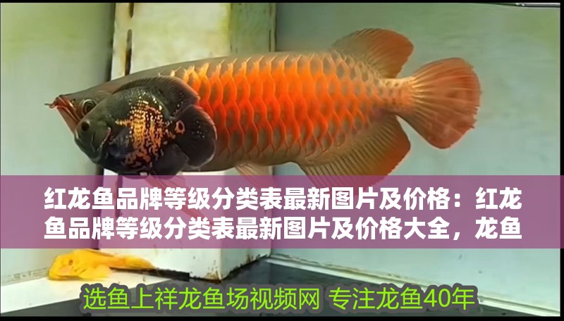 紅龍魚品牌等級分類表最新圖片及價格：紅龍魚品牌等級分類表最新圖片及價格大全，龍魚品牌等級分類全覽，最新