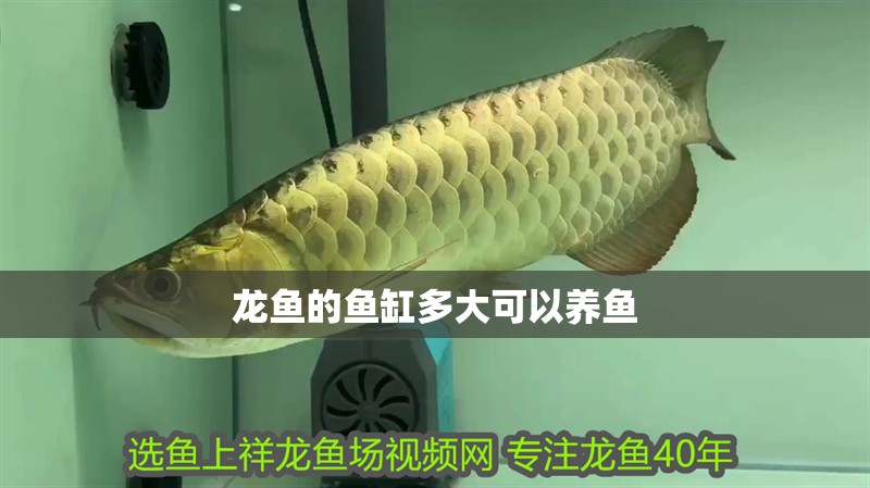 龍魚的魚缸多大可以養魚