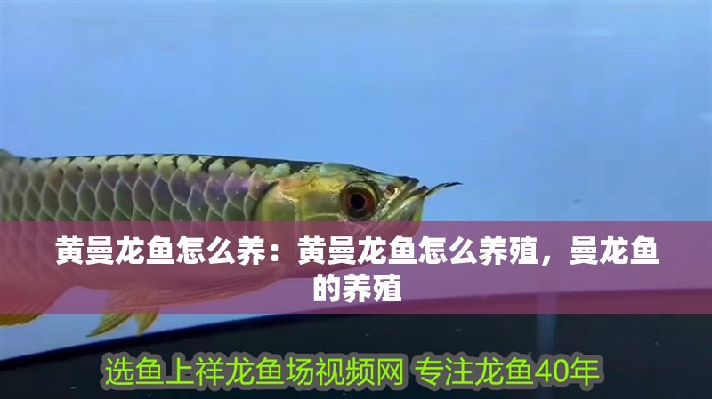 黃曼龍魚怎么養(yǎng)：黃曼龍魚怎么養(yǎng)殖，曼龍魚的養(yǎng)殖