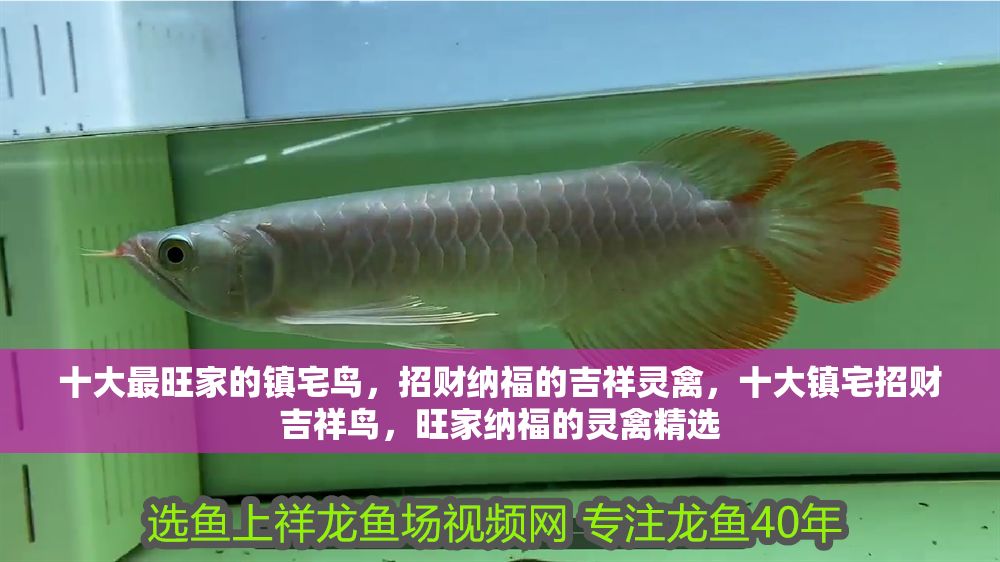 十大最旺家的鎮宅鳥，招財納福的吉祥靈禽，十大鎮宅招財吉祥鳥，旺家納福的靈禽精選