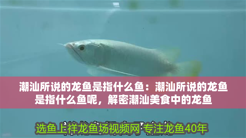 潮汕所說的龍魚是指什么魚：潮汕所說的龍魚是指什么魚呢，解密潮汕美食中的龍魚