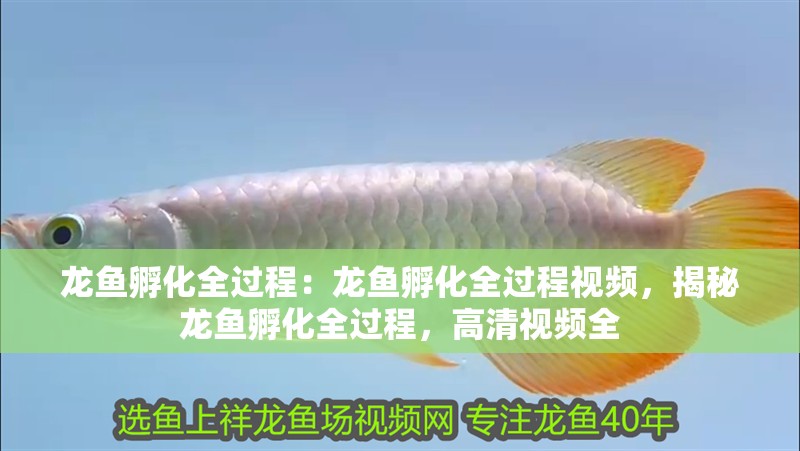 龍魚孵化全過程:龍魚孵化全過程視頻,揭秘龍魚孵化全過程,高清視頻全 水族問答 龍魚孵化全過程:龍魚孵化全過程視頻,揭秘龍魚孵化全過程,高清視頻全 龍魚孵化全過程:龍魚孵化全過程視頻,揭秘龍魚孵化全過程,高清視頻全 水族問答