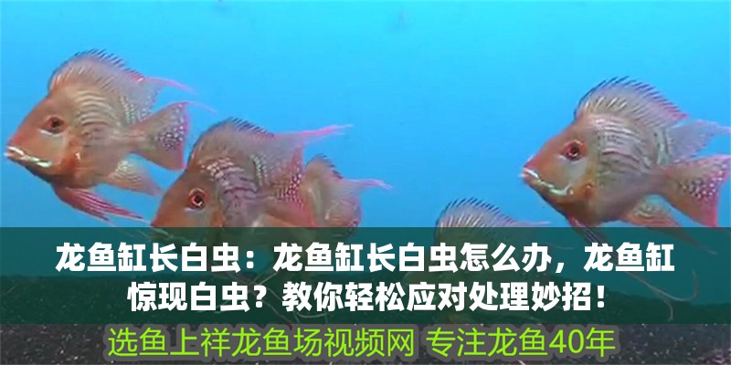 龍魚缸長白蟲：龍魚缸長白蟲怎么辦，龍魚缸驚現(xiàn)白蟲？教你輕松應(yīng)對處理妙招！