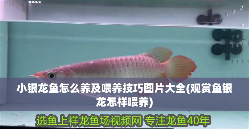 小銀龍魚怎么養(yǎng)及喂養(yǎng)技巧圖片大全(觀賞魚銀龍怎樣喂養(yǎng))