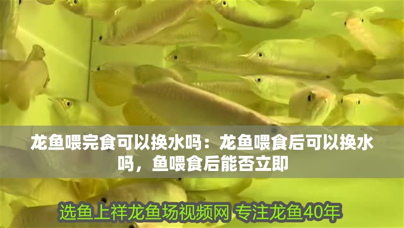 龍魚喂完食可以換水嗎：龍魚喂食后可以換水嗎，魚喂食后能否立即