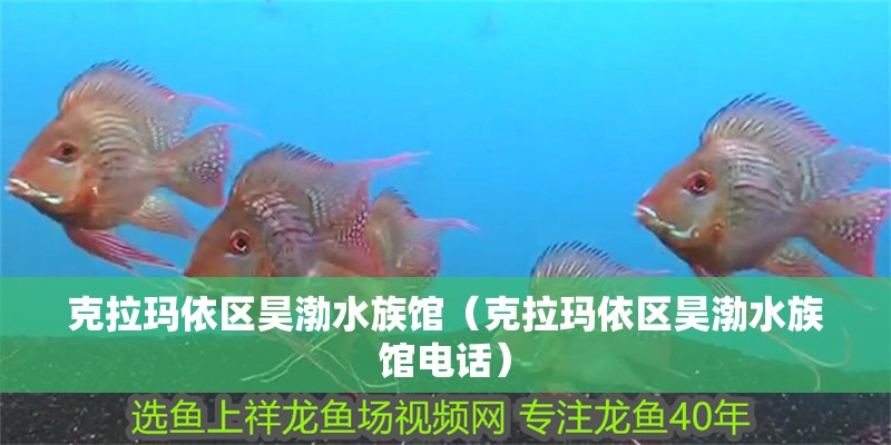 克拉瑪依區昊渤水族館(克拉瑪依區昊渤水族館電話) 全國水族館企業名錄 第2張 克拉瑪依區昊渤水族館(克拉瑪依區昊渤水族館電話) 克拉瑪依區昊渤水族館(克拉瑪依區昊渤水族館電話) 全國水族館企業名錄 第2張