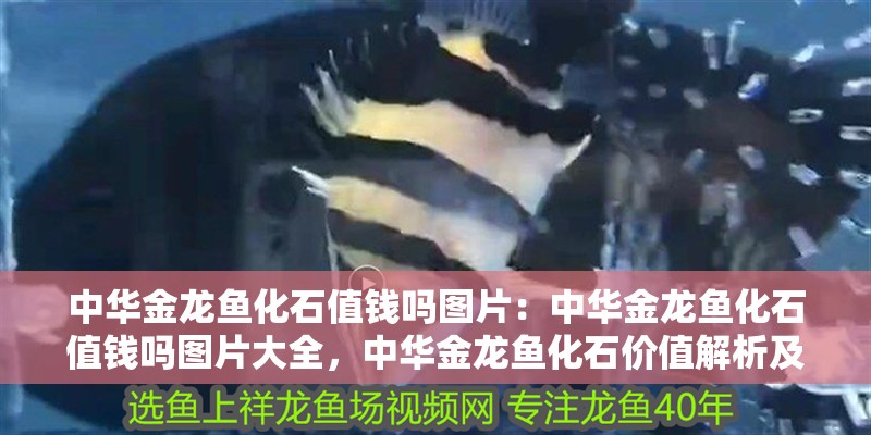 詳細(xì)閱讀:中華金龍魚化石值錢嗎圖片:中華金龍魚化石值錢嗎圖片大全,中華金龍魚化石價(jià)值解析及高清 中華金龍魚化石值錢嗎圖片:中華金龍魚化石值錢嗎圖片大全,中華金龍魚化石價(jià)值解析及高清