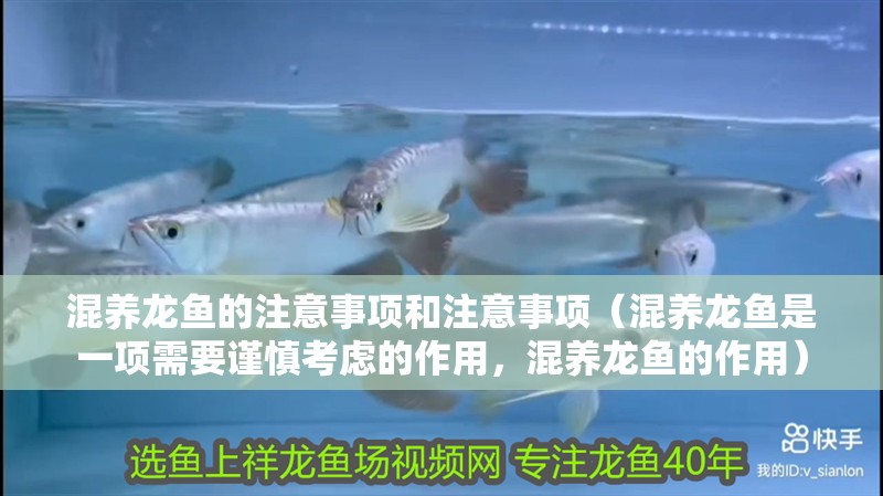 混養龍魚的注意事項和注意事項（混養龍魚是一項需要謹慎考慮的作用，混養龍魚的作用）