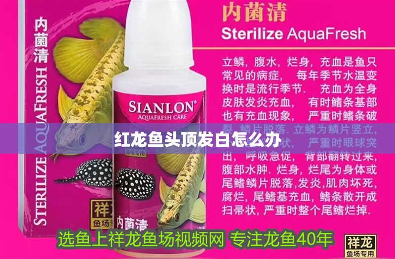 紅龍魚頭頂發白怎么辦