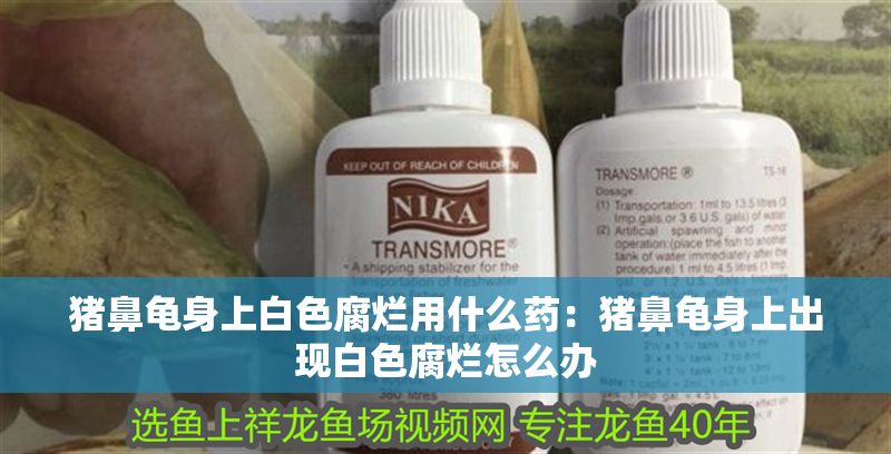 豬鼻龜身上白色腐爛用什么藥：豬鼻龜身上出現(xiàn)白色腐爛怎么辦