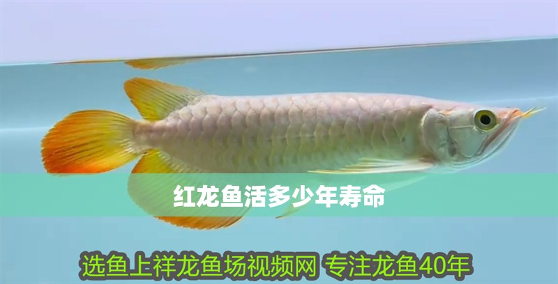 紅龍魚活多少年壽命