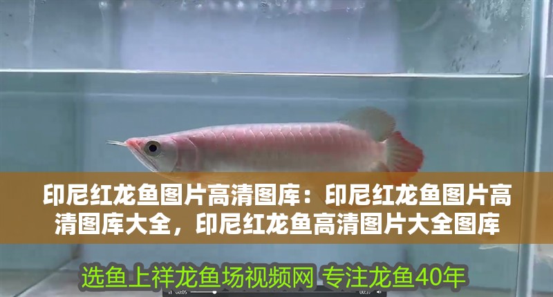 印尼紅龍魚圖片高清圖庫：印尼紅龍魚圖片高清圖庫大全，印尼紅龍魚高清圖片大全圖庫