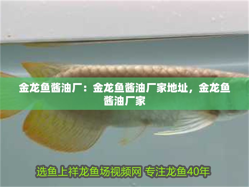 金龍魚醬油廠：金龍魚醬油廠家地址，金龍魚醬油廠家