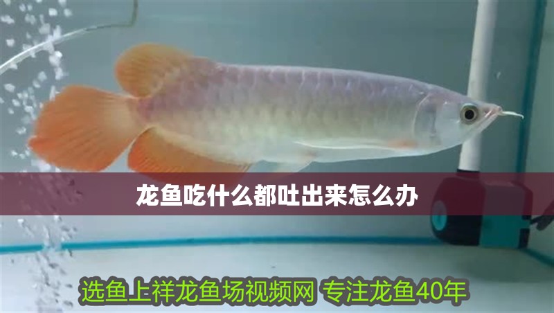 龍魚吃什么都吐出來怎么辦 龍魚百科 第4張 龍魚吃什么都吐出來怎么辦 龍魚吃什么都吐出來怎么辦 龍魚百科 第4張