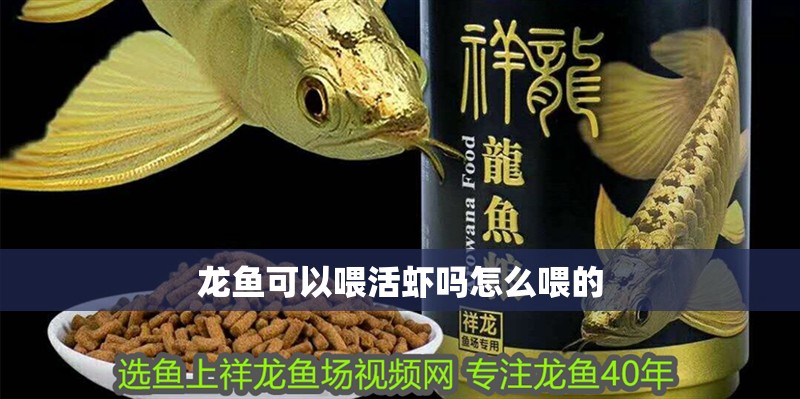 龍魚可以喂活蝦嗎怎么喂的