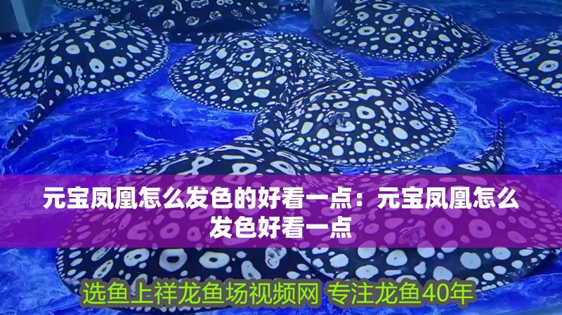 元寶鳳凰怎么發色的好看一點：元寶鳳凰怎么發色好看一點